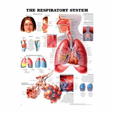 Homework Pic of the Respiratory System